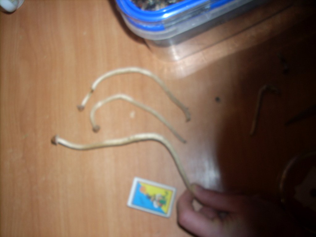 Psilocybe Galindoi "georgia Atl#7