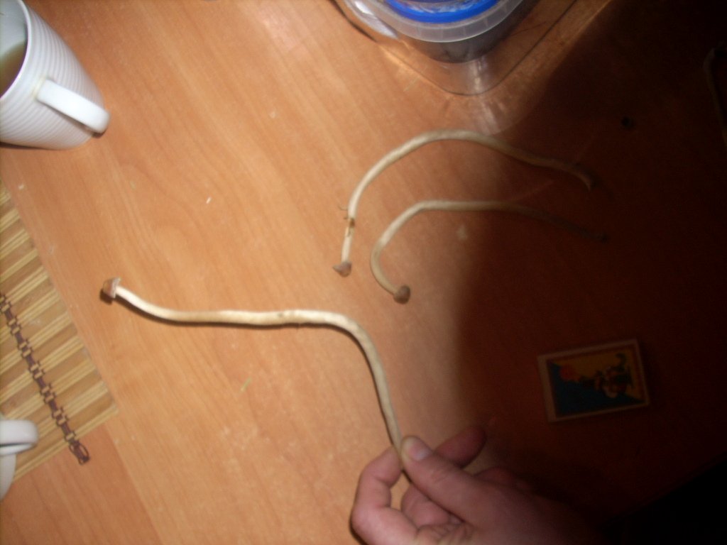 Psilocybe Galindoi "georgia Atl#7