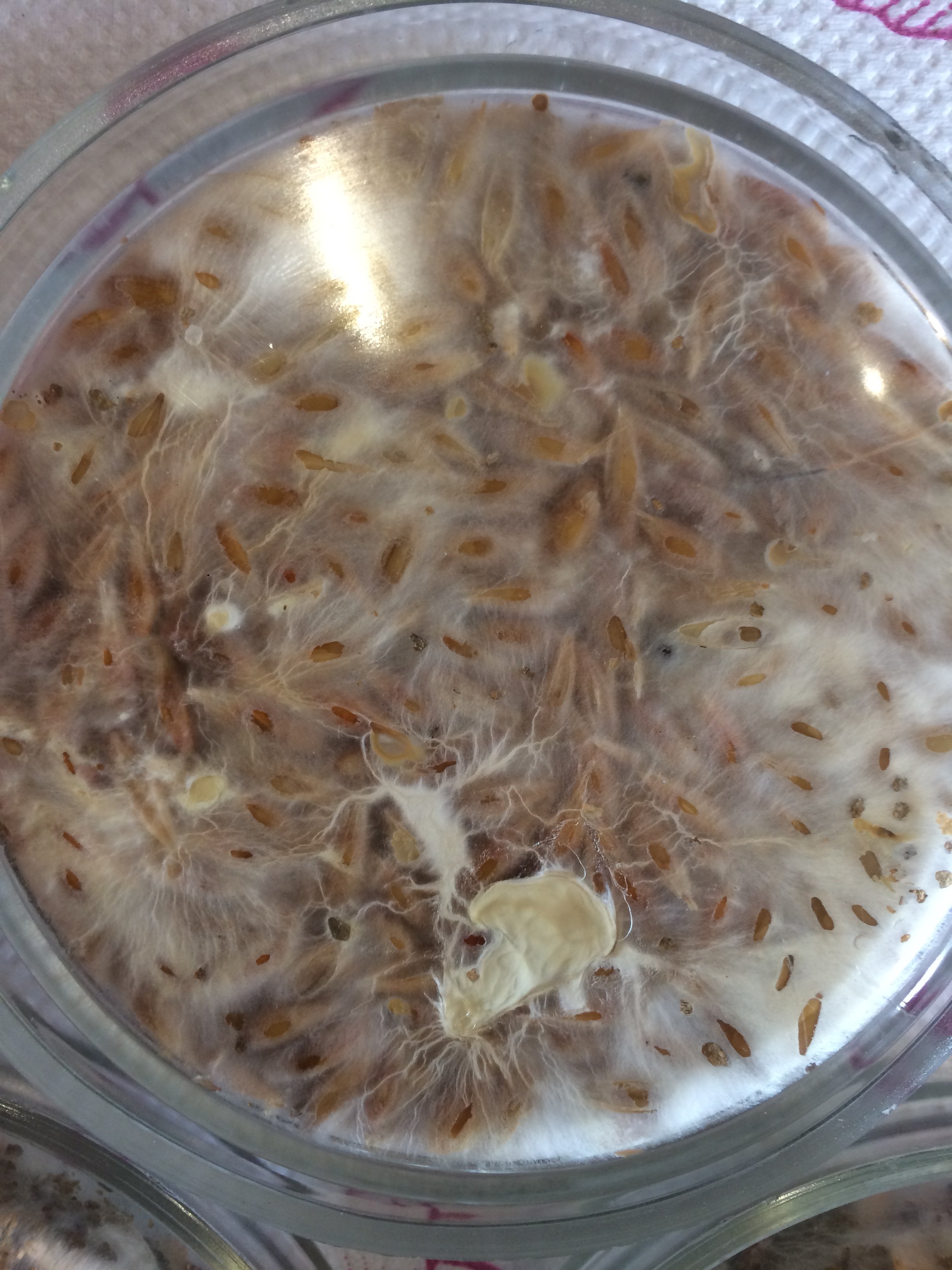Psilocybe Galindoi.JPG