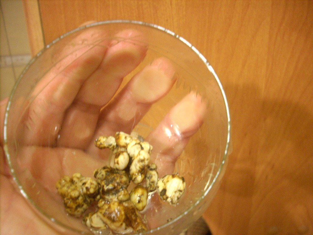 Psilocybe Galindoi