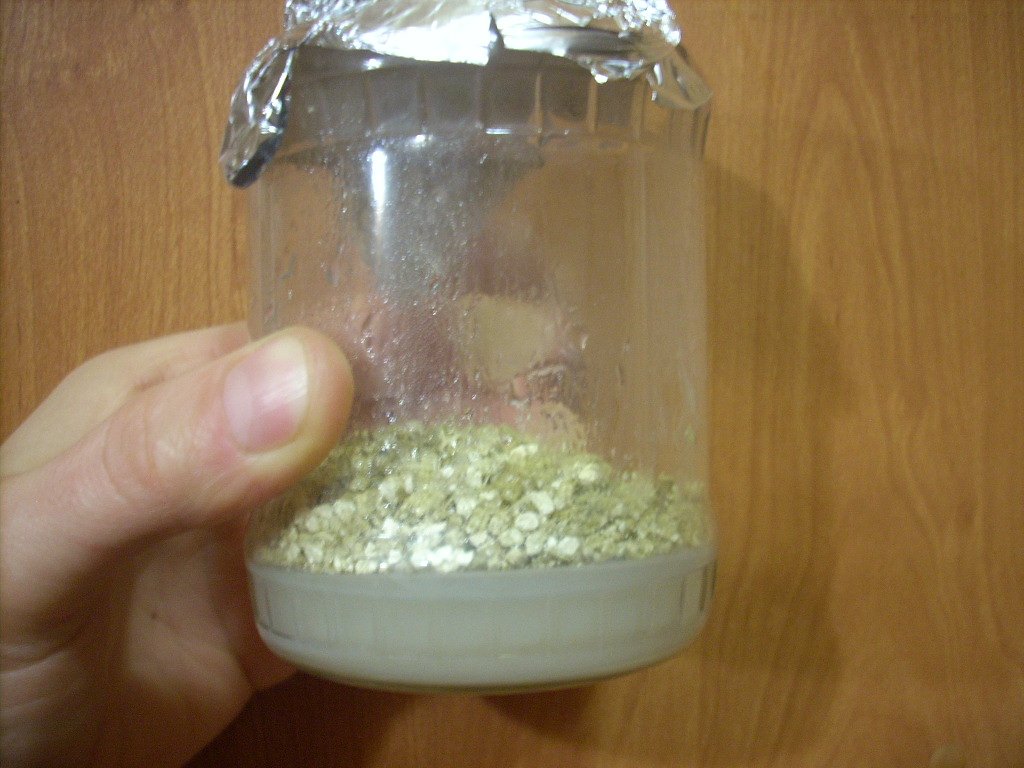 Psilocybe Galindoi