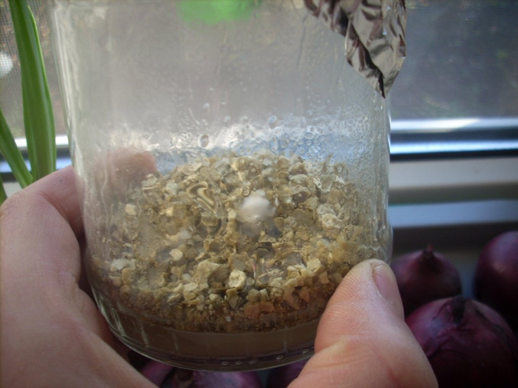 Psilocybe Galindoi