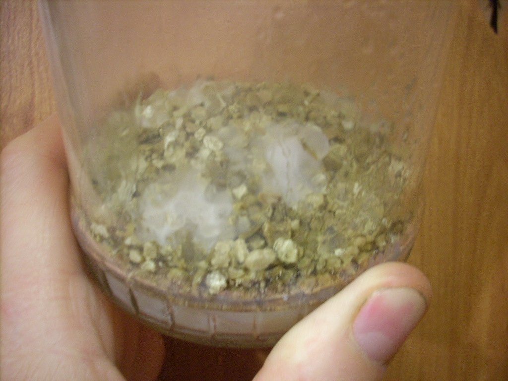 Psilocybe Galindoi