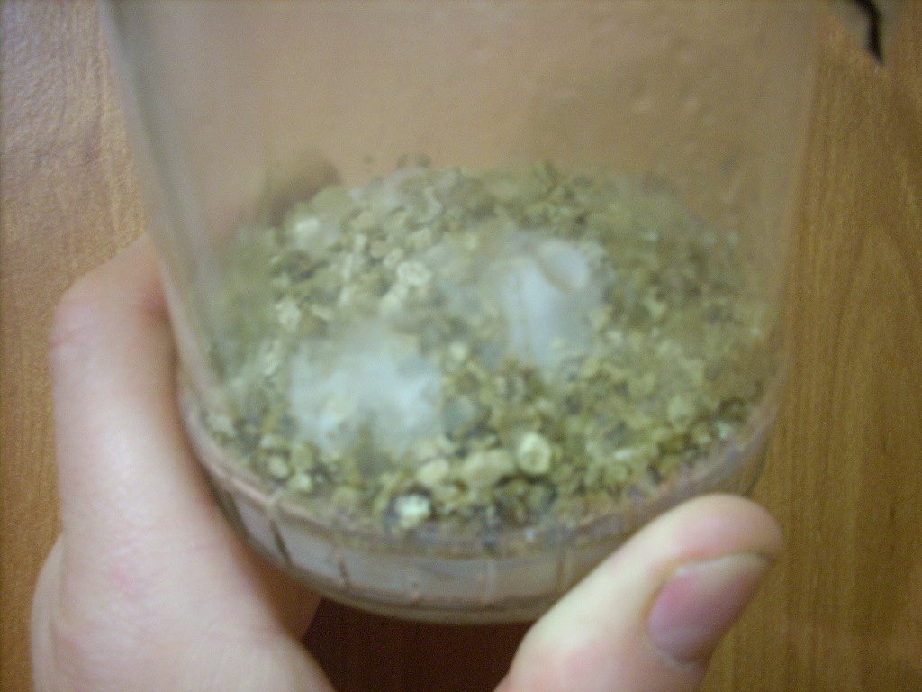 Psilocybe Galindoi