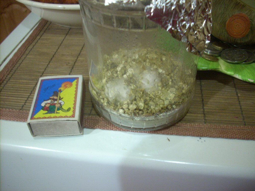 Psilocybe Galindoi