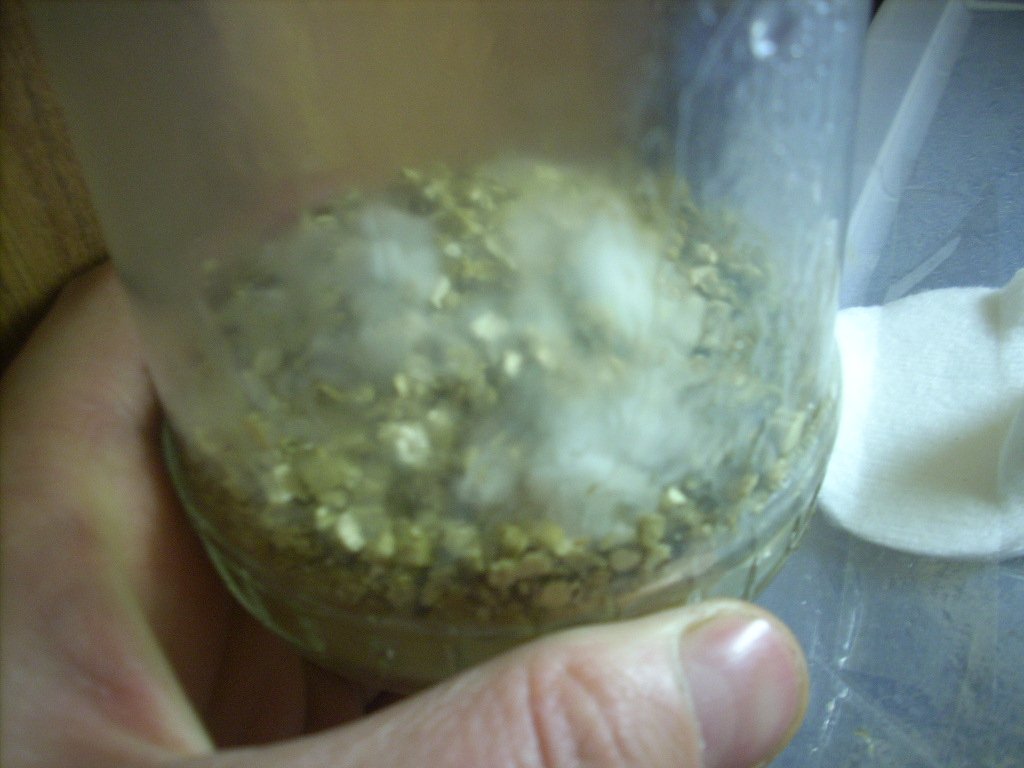 Psilocybe Galindoi