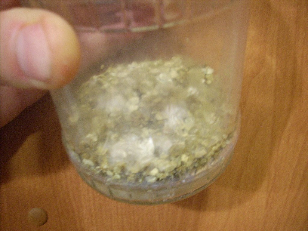 Psilocybe Galindoi