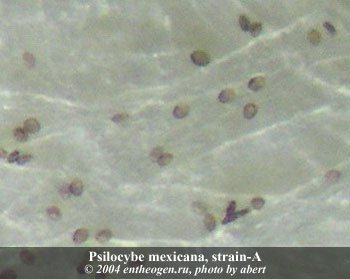 psilocybe mexicana Spa