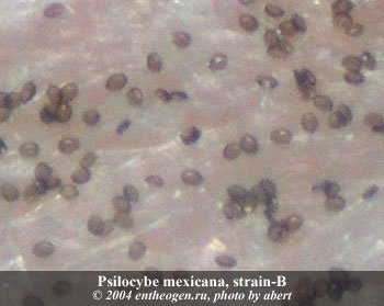 psilocybe mexicana Spb