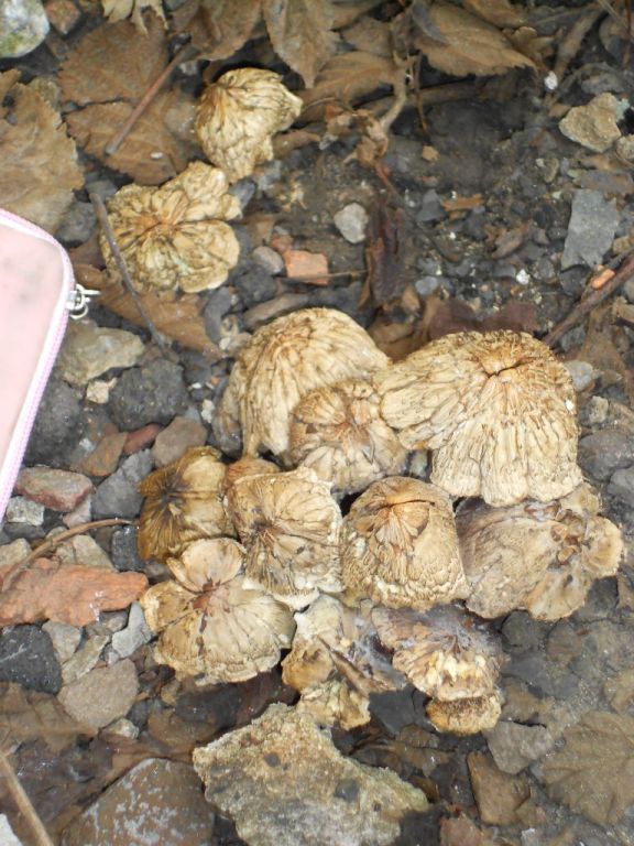 psilocybe subaeruginosa -аутная закладка и харвест !!