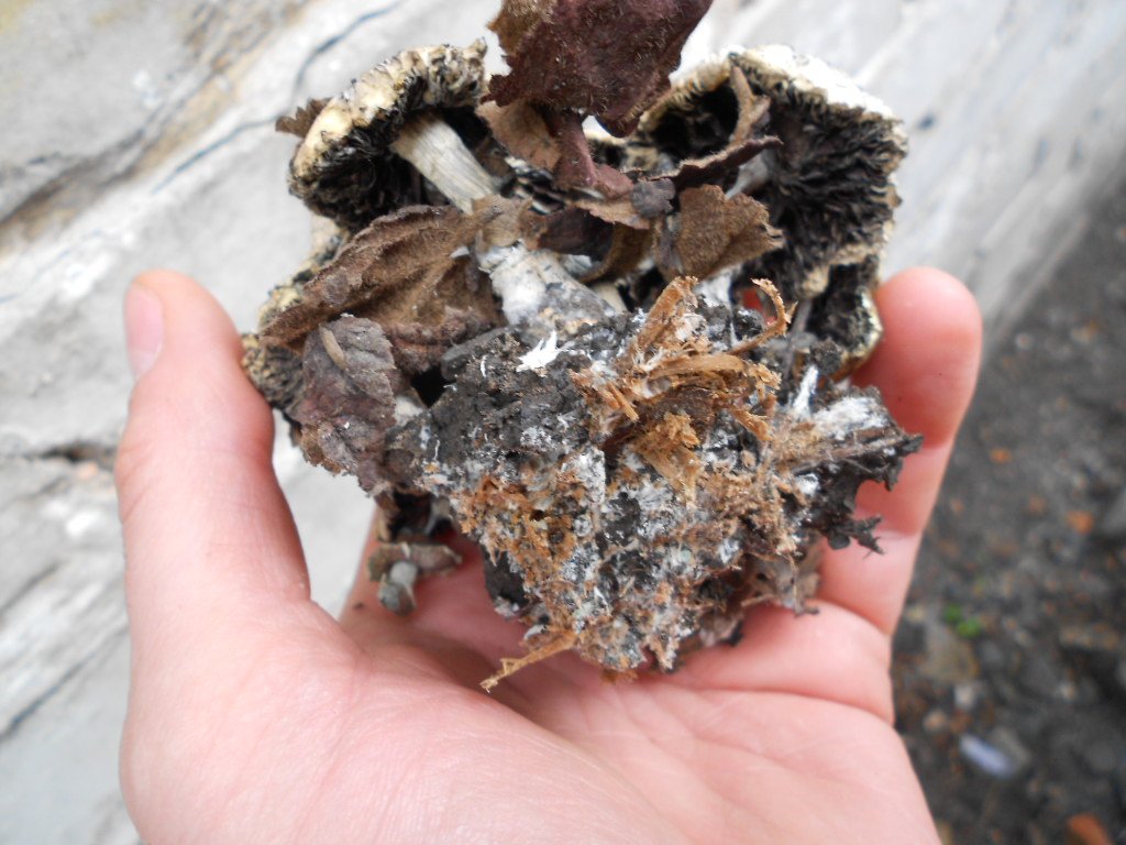 psilocybe subaeruginosa -аутная закладка и харвест !!