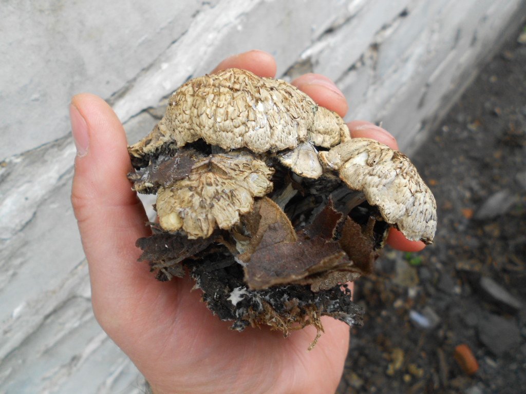 psilocybe subaeruginosa -аутная закладка и харвест !!