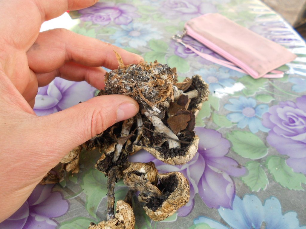 psilocybe subaeruginosa -аутная закладка и харвест !!