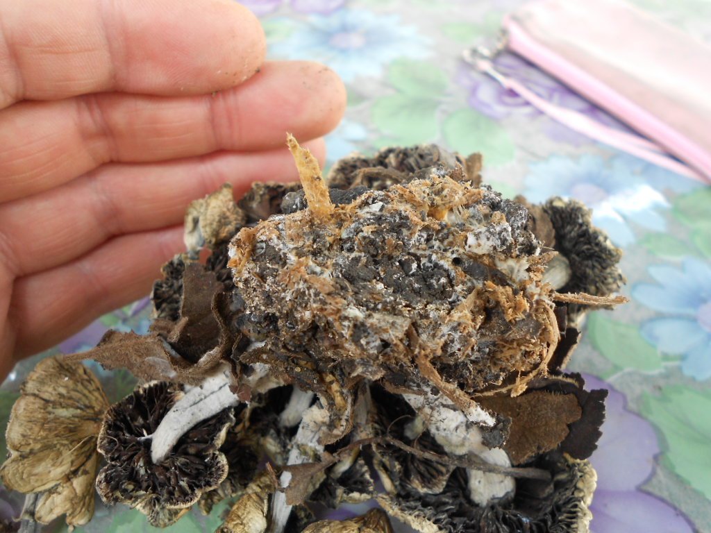 psilocybe subaeruginosa -аутная закладка и харвест !!