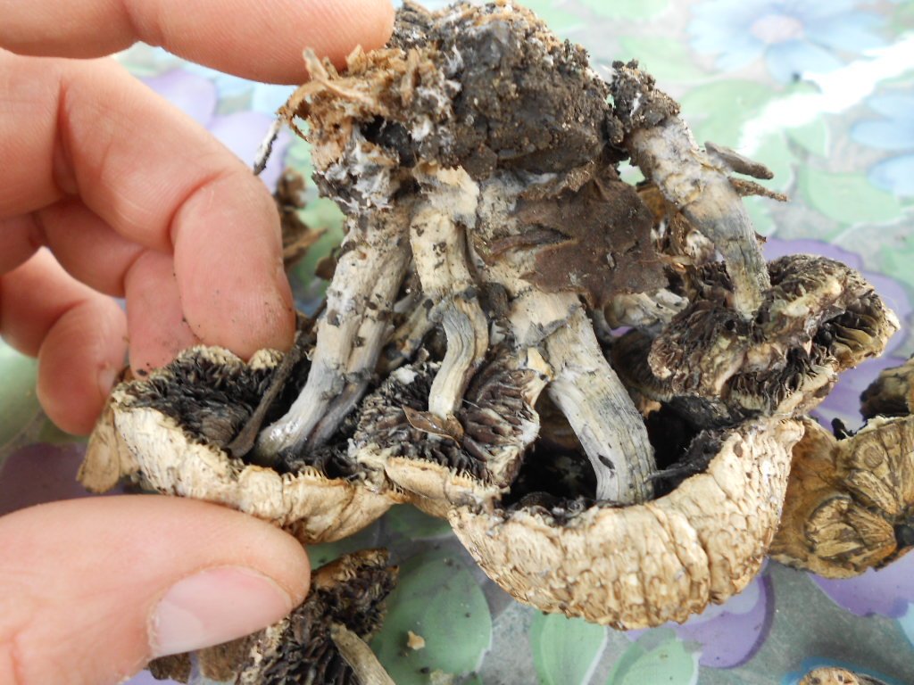 psilocybe subaeruginosa -аутная закладка и харвест !!