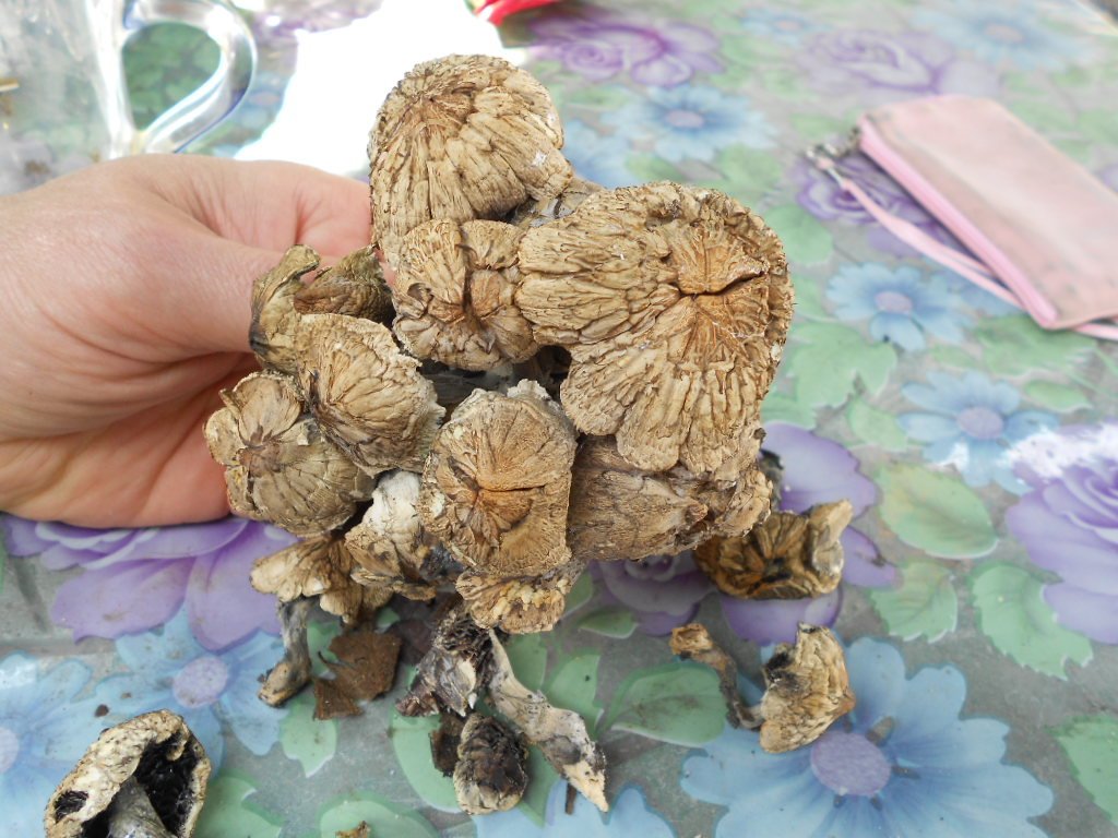 psilocybe subaeruginosa -аутная закладка и харвест !!