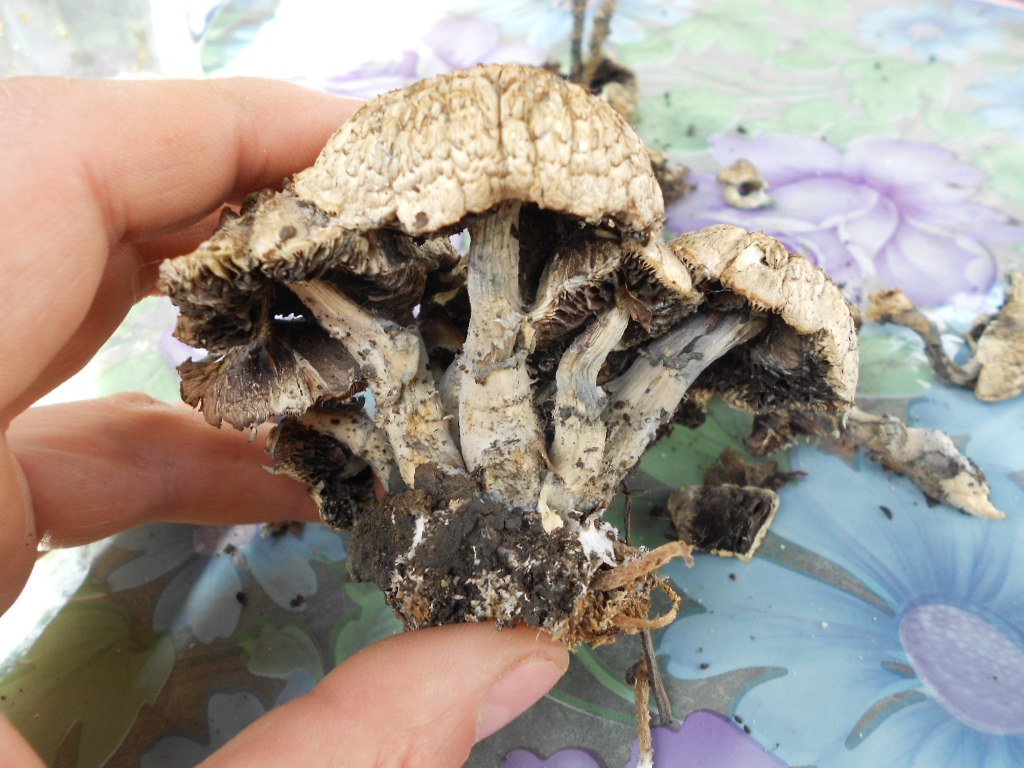 psilocybe subaeruginosa -аутная закладка и харвест !!