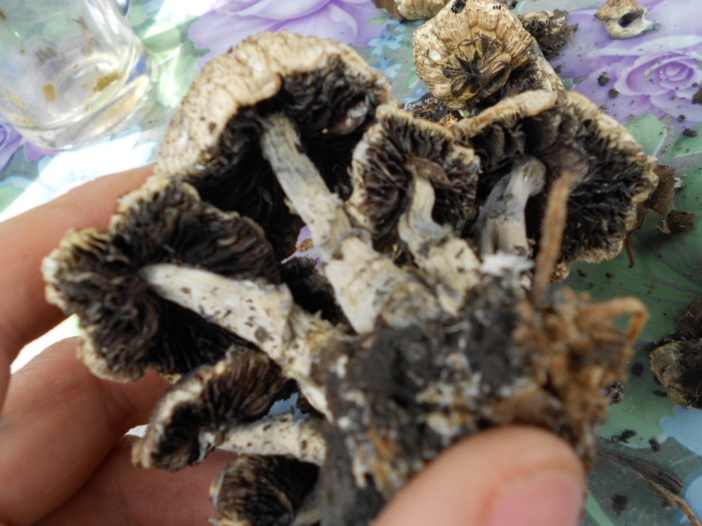 psilocybe subaeruginosa -аутная закладка и харвест !!