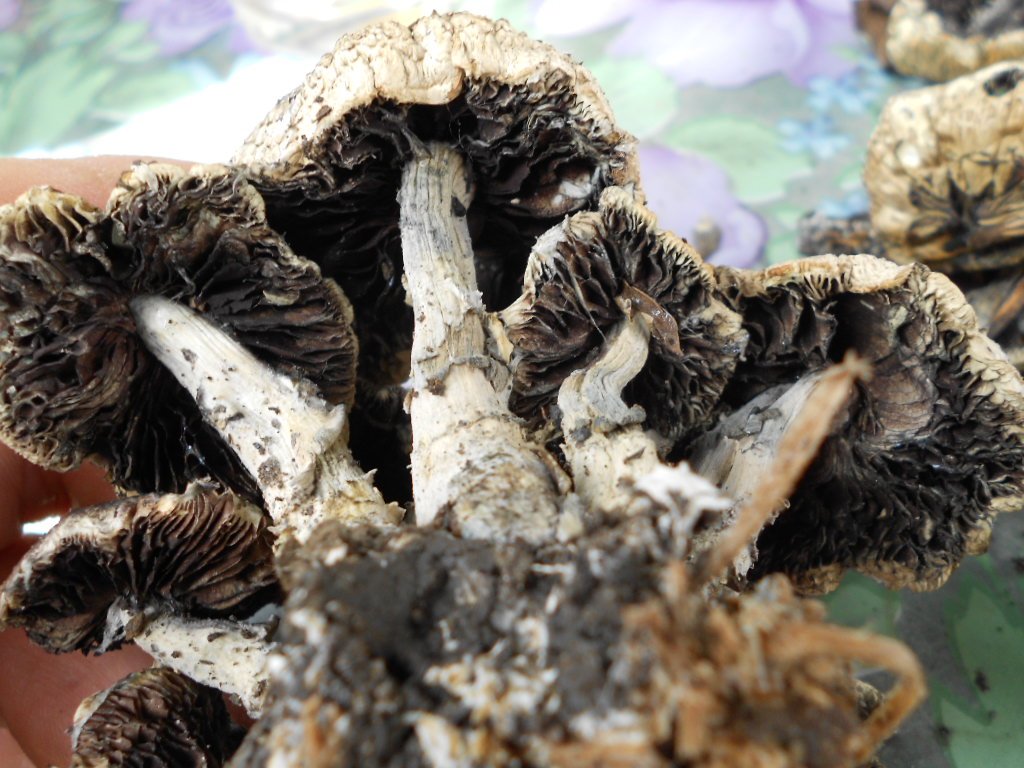 psilocybe subaeruginosa -аутная закладка и харвест !!