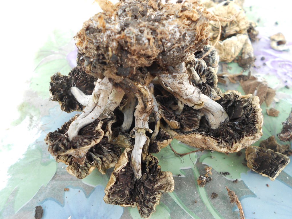 psilocybe subaeruginosa -аутная закладка и харвест !!