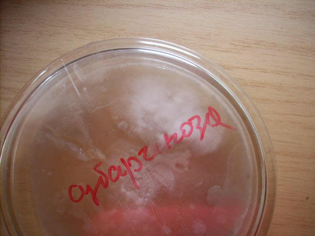 Psilocybe subaeruginosa