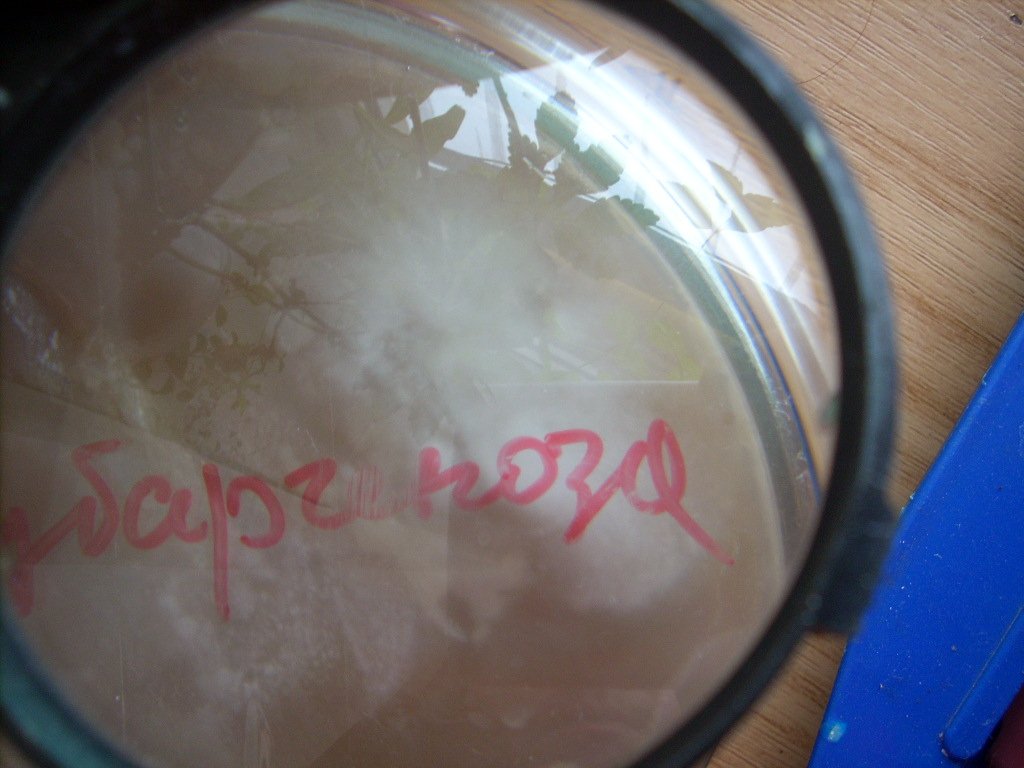 Psilocybe subaeruginosa