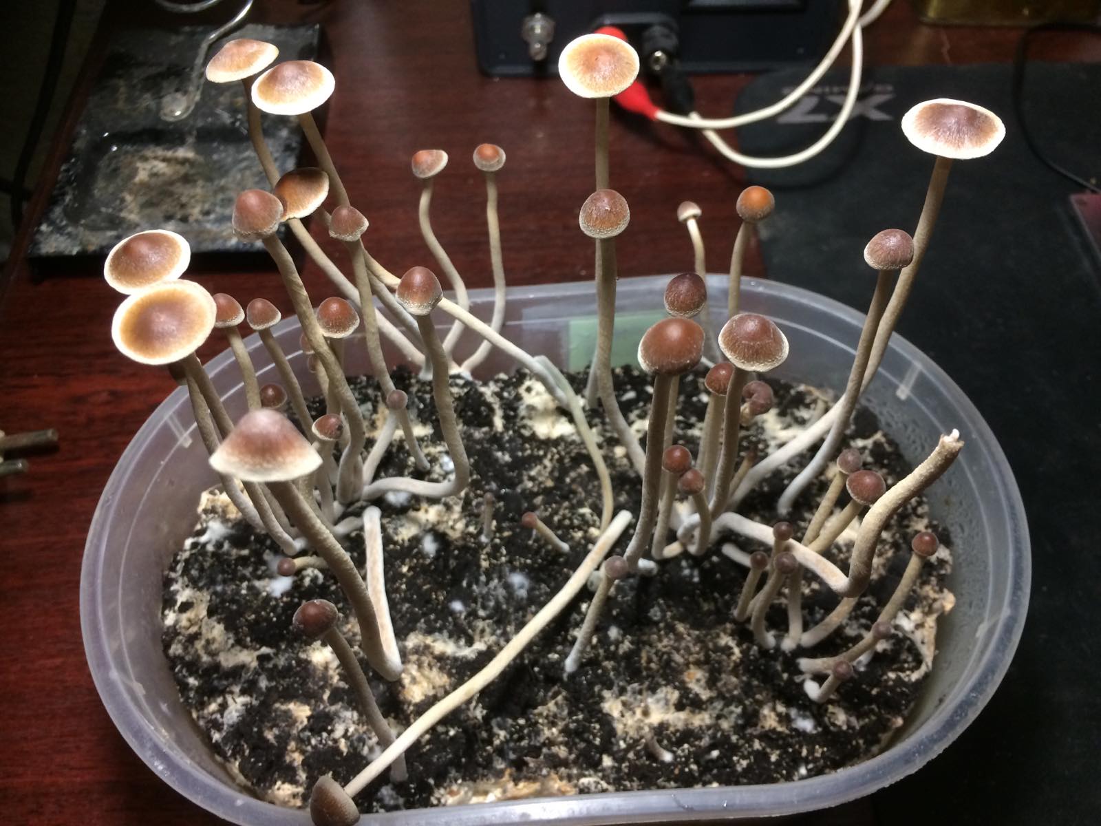 Psilocybe tampanensis 02020.jpg