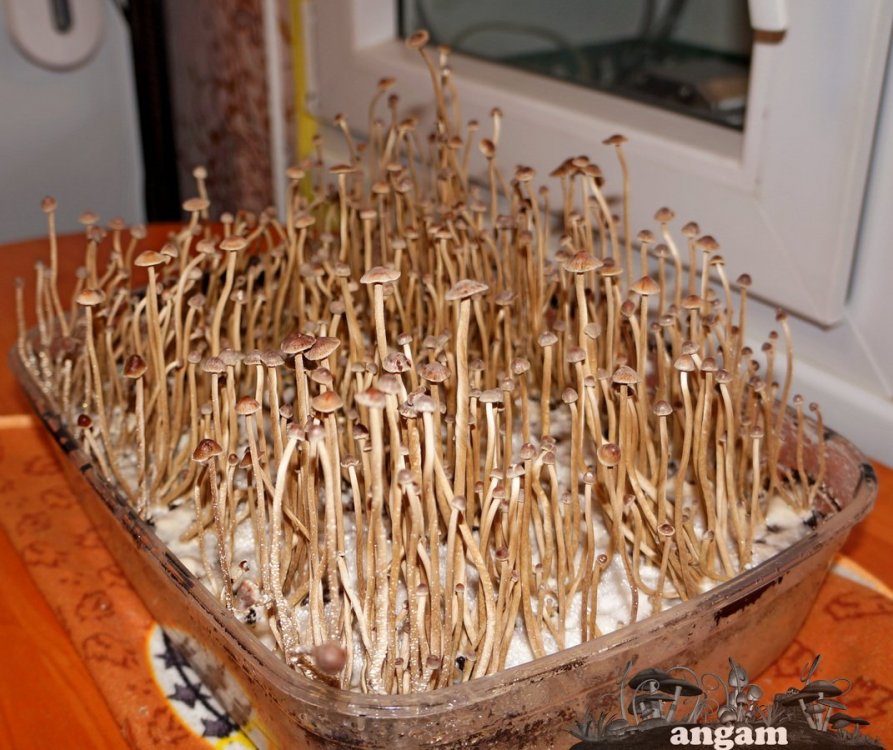Psilocybe tampanensis 1.jpg
