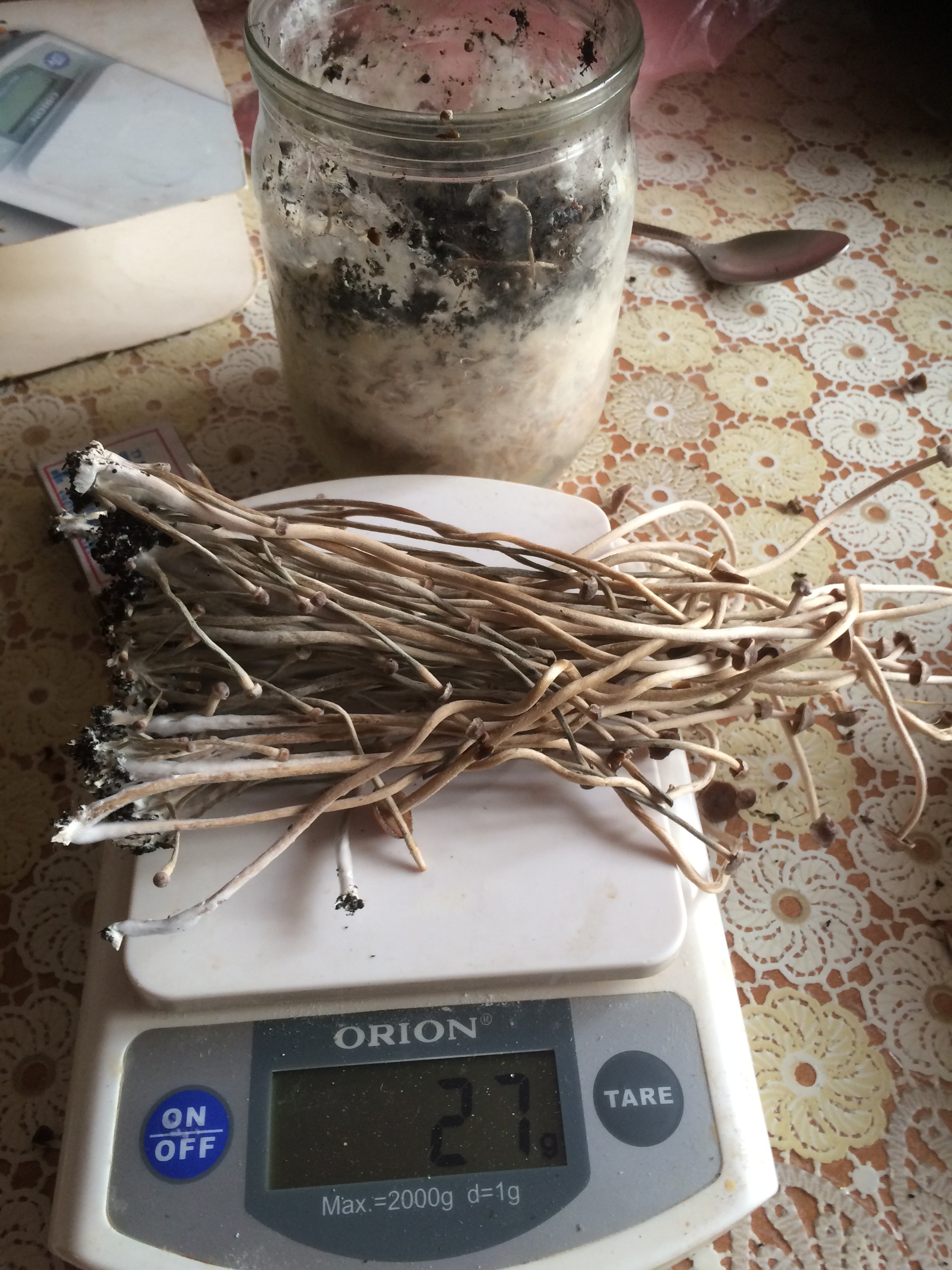  psilocybe tampanensis  (djafarchik )