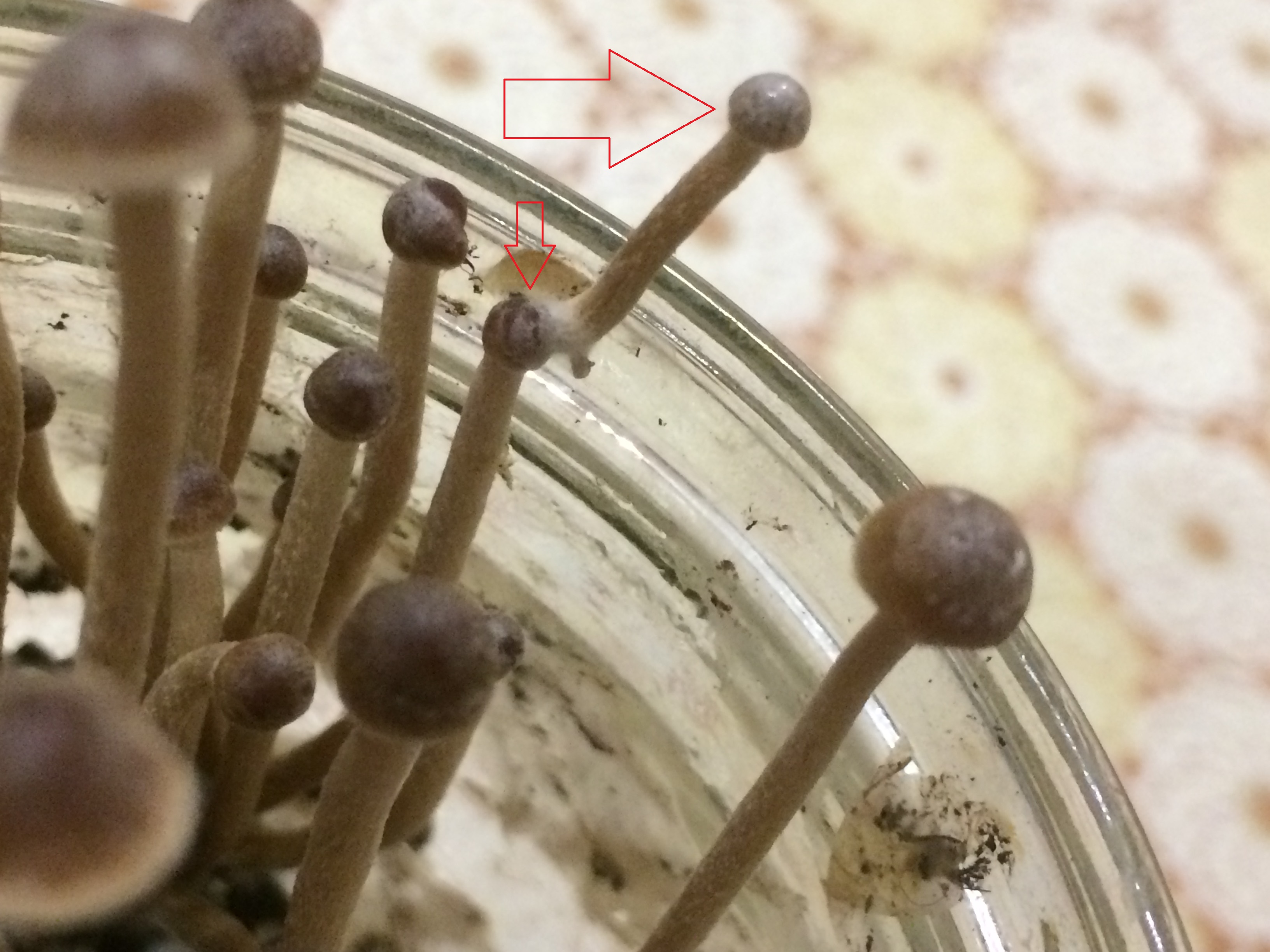 Psilocybe tampanensis гриб на грибе