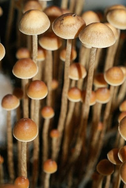 psilocybe- тампаненсис.jpg