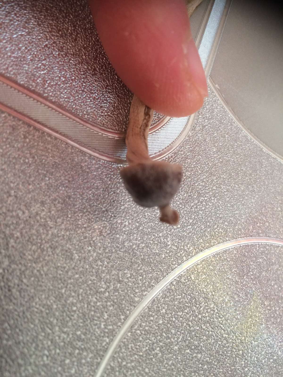 psilocybe tampanensis.jpg
