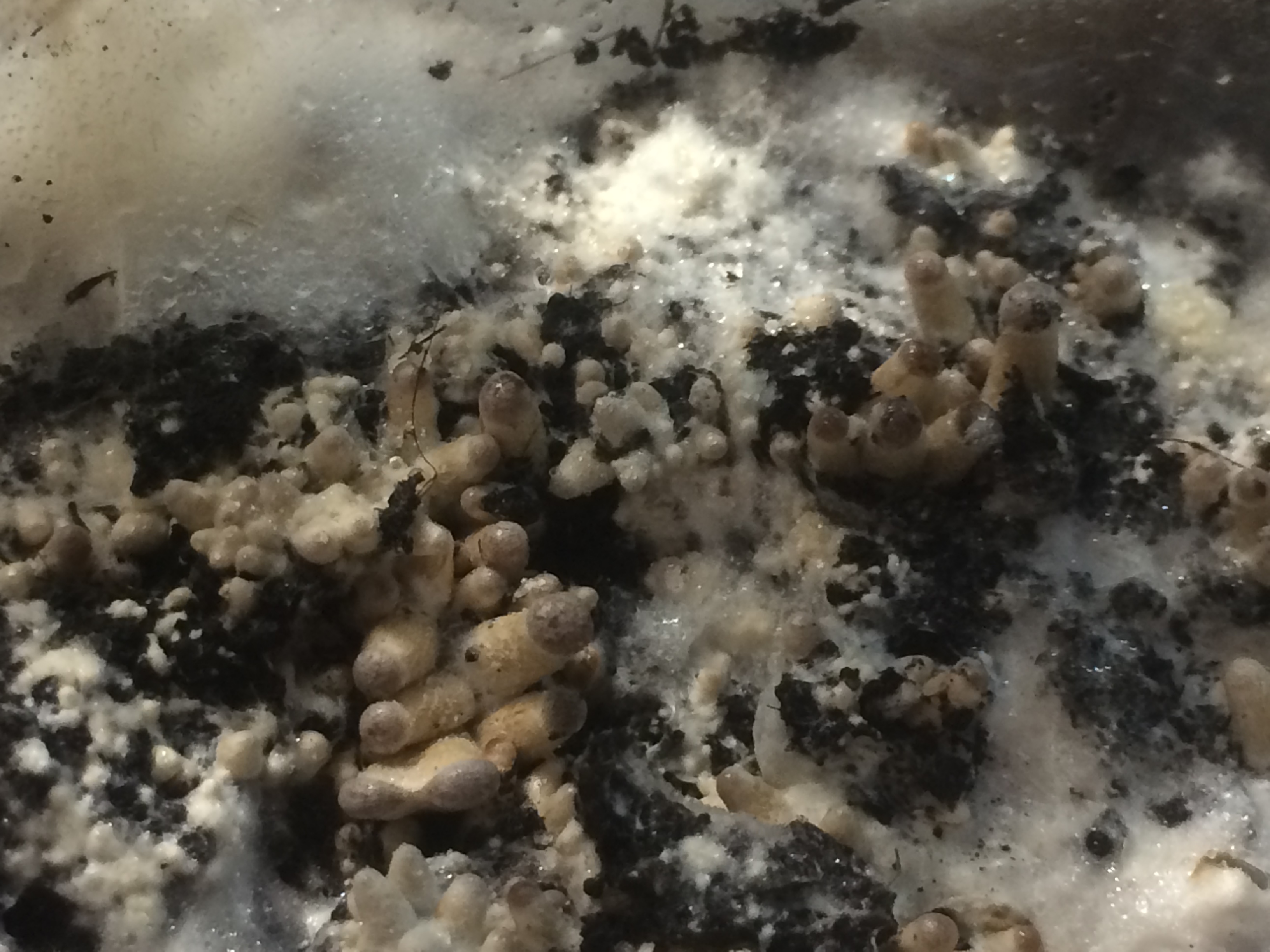 psilocybe tampanensis начало роста