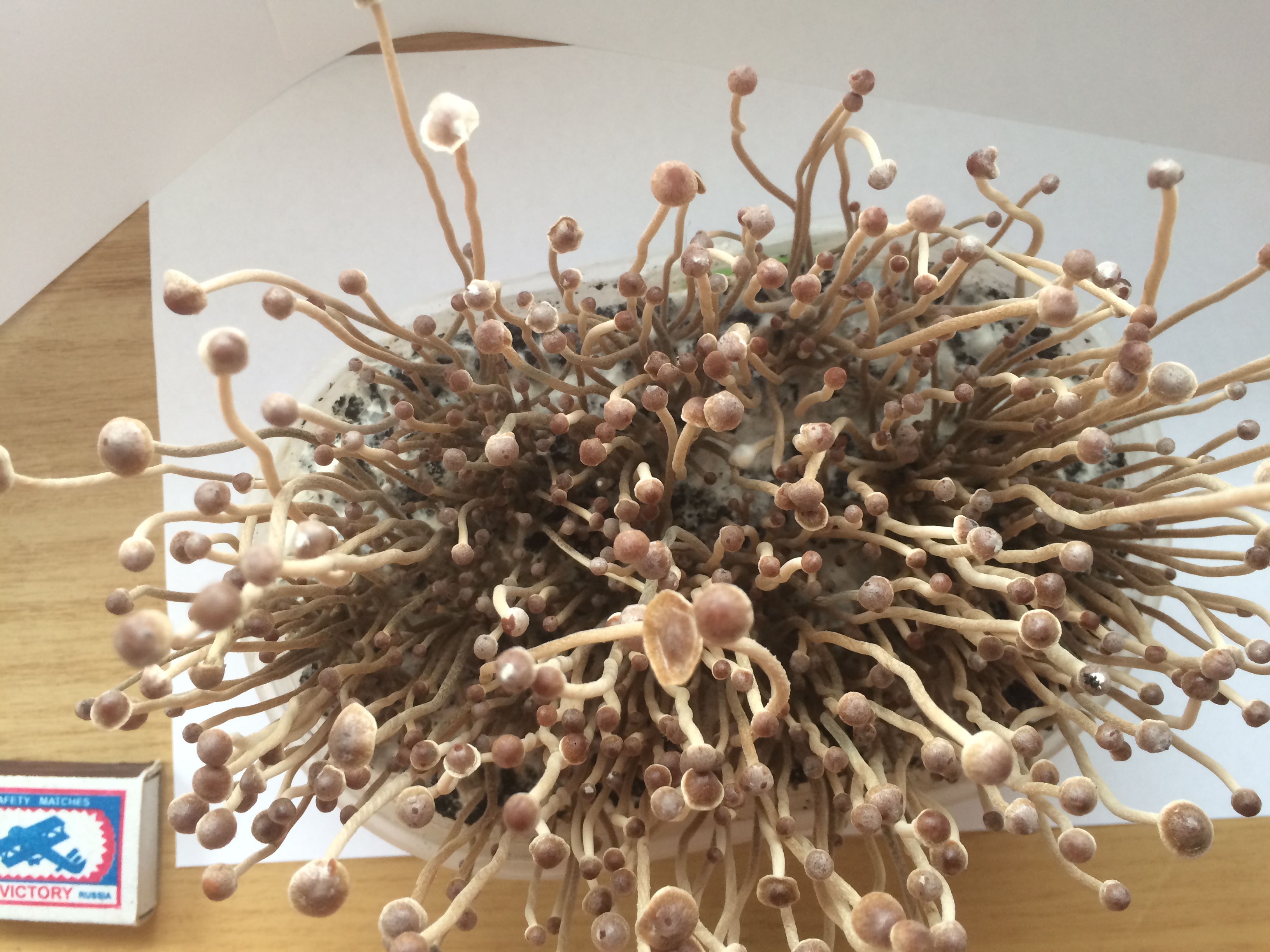 Psilocybe tampanensis первая волна