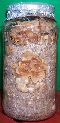 psilocybe tampanensis Scl
