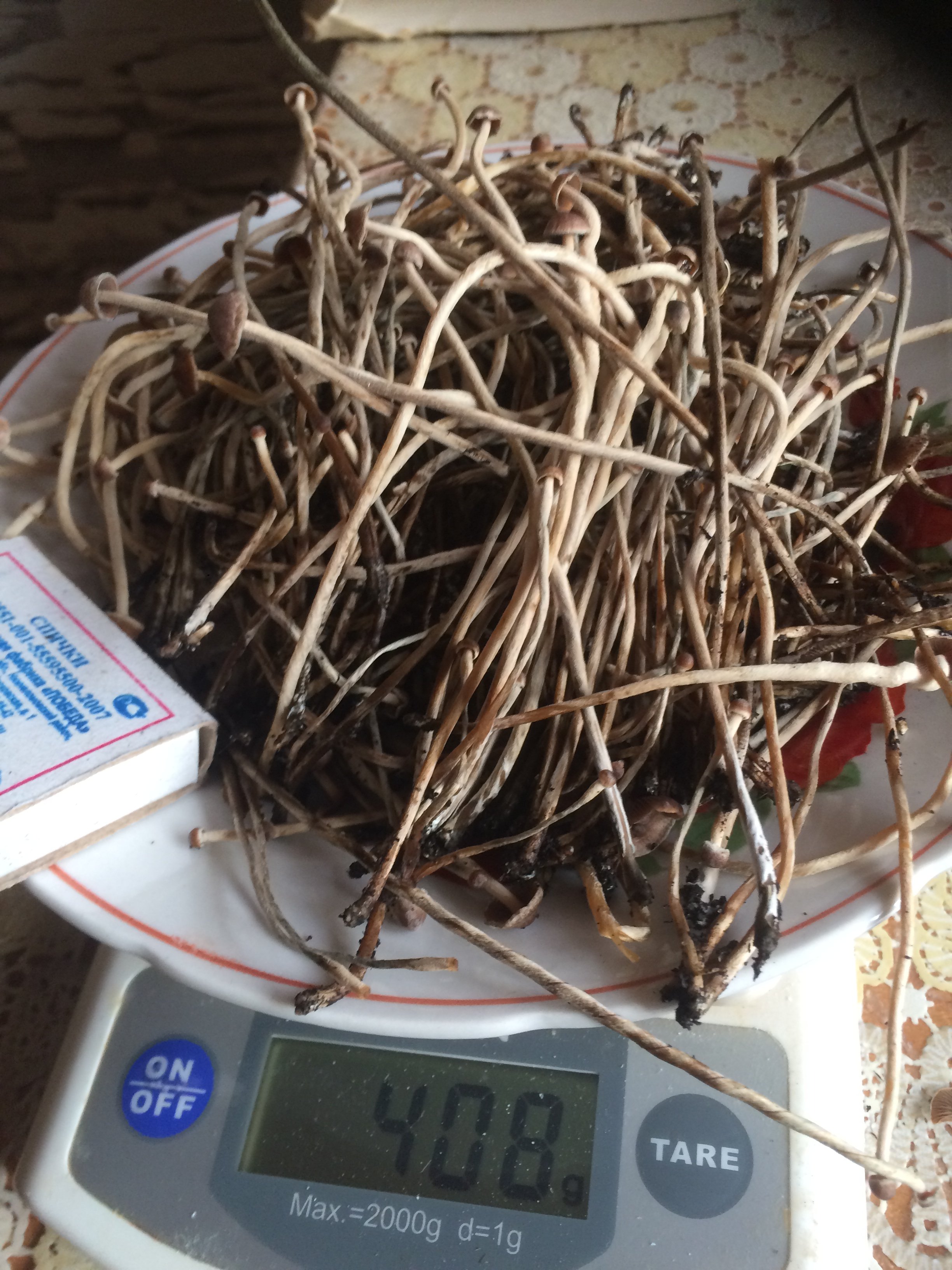 Psilocybe tampanensis Урожай