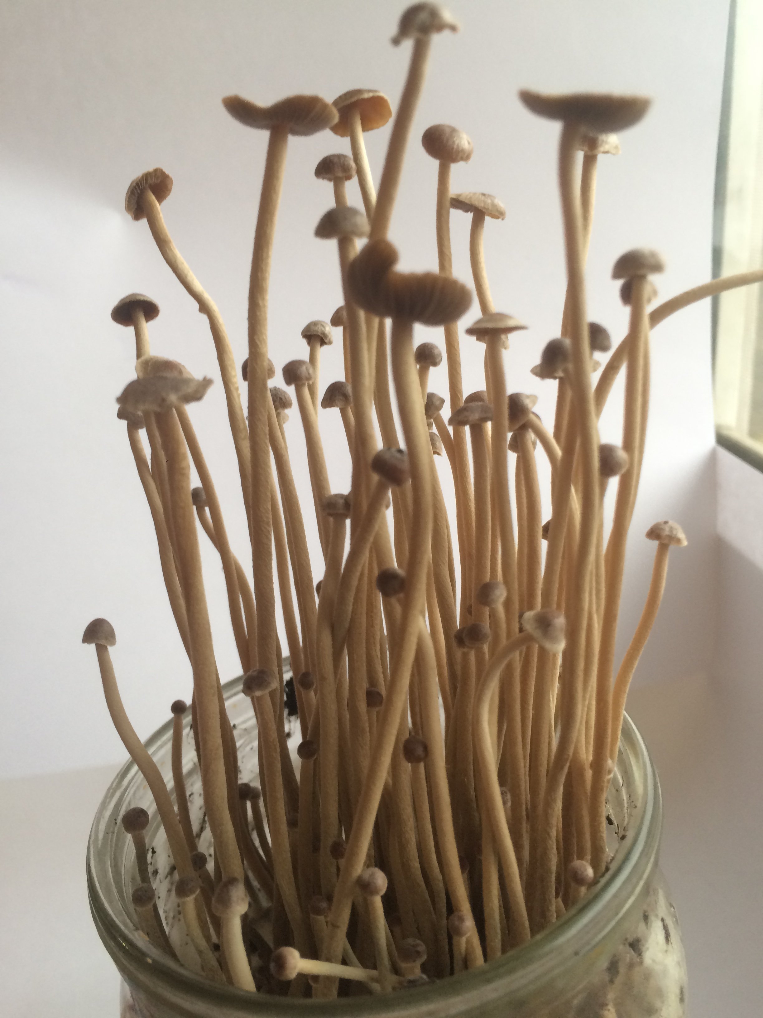 Psilocybe tampanensis в банке