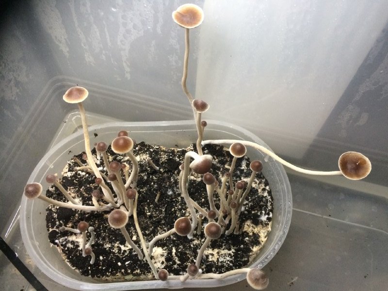psilocybe tampanensis