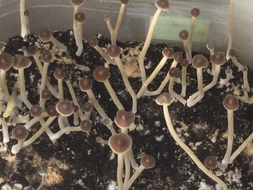 psilocybe tampanensis