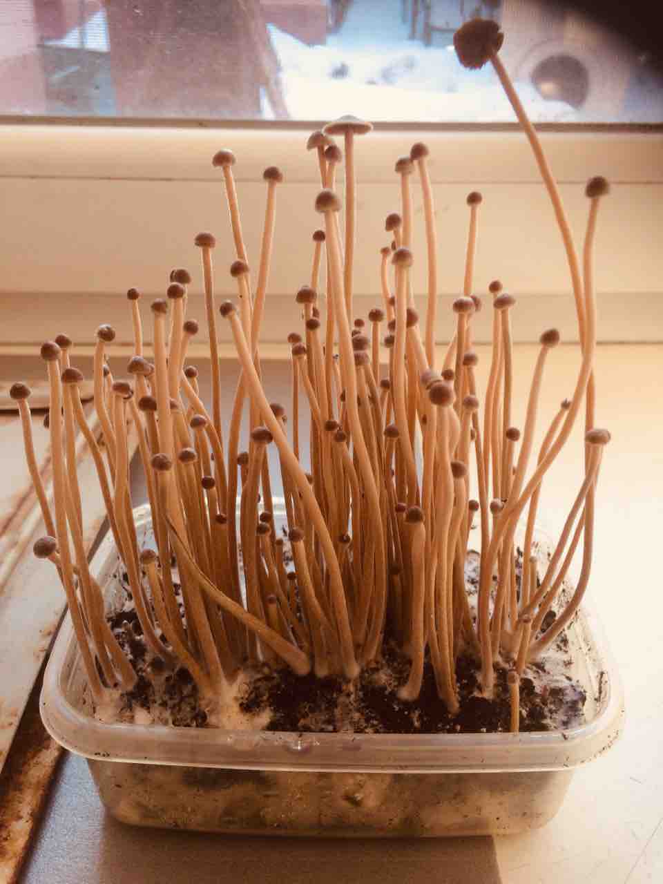 psilocybe tampanensis