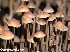psilocybe tampanensis