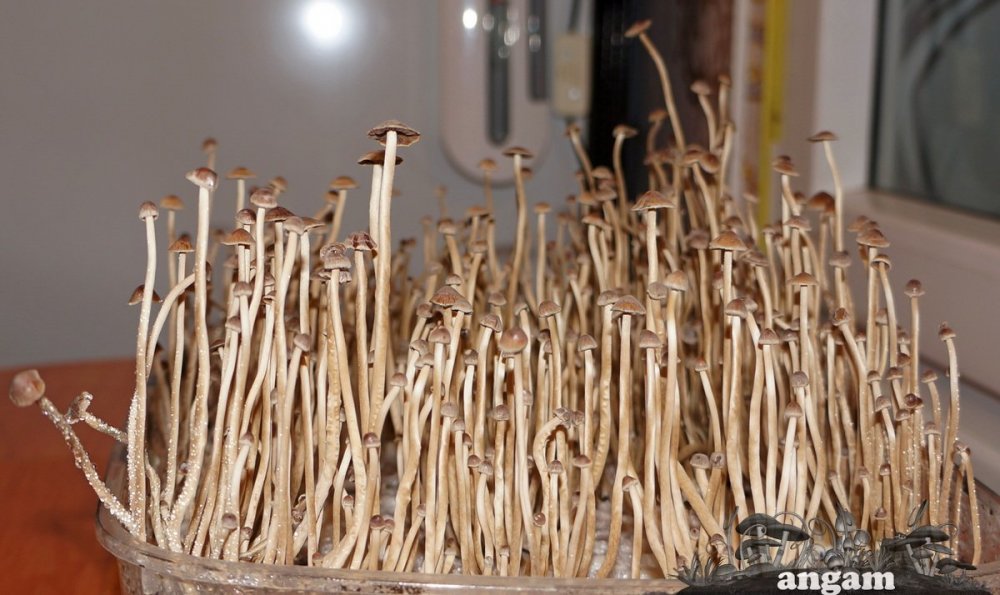 Psilocybe tampanensis2.jpg