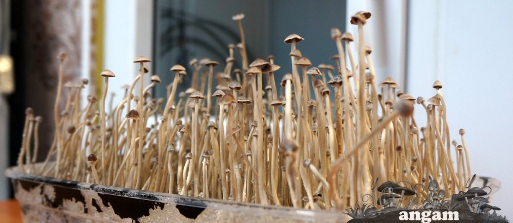 Psilocybe tampanensis3.jpg