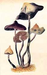 psilocybe zapotecorum1