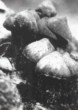 psilocybe zapotecorum2