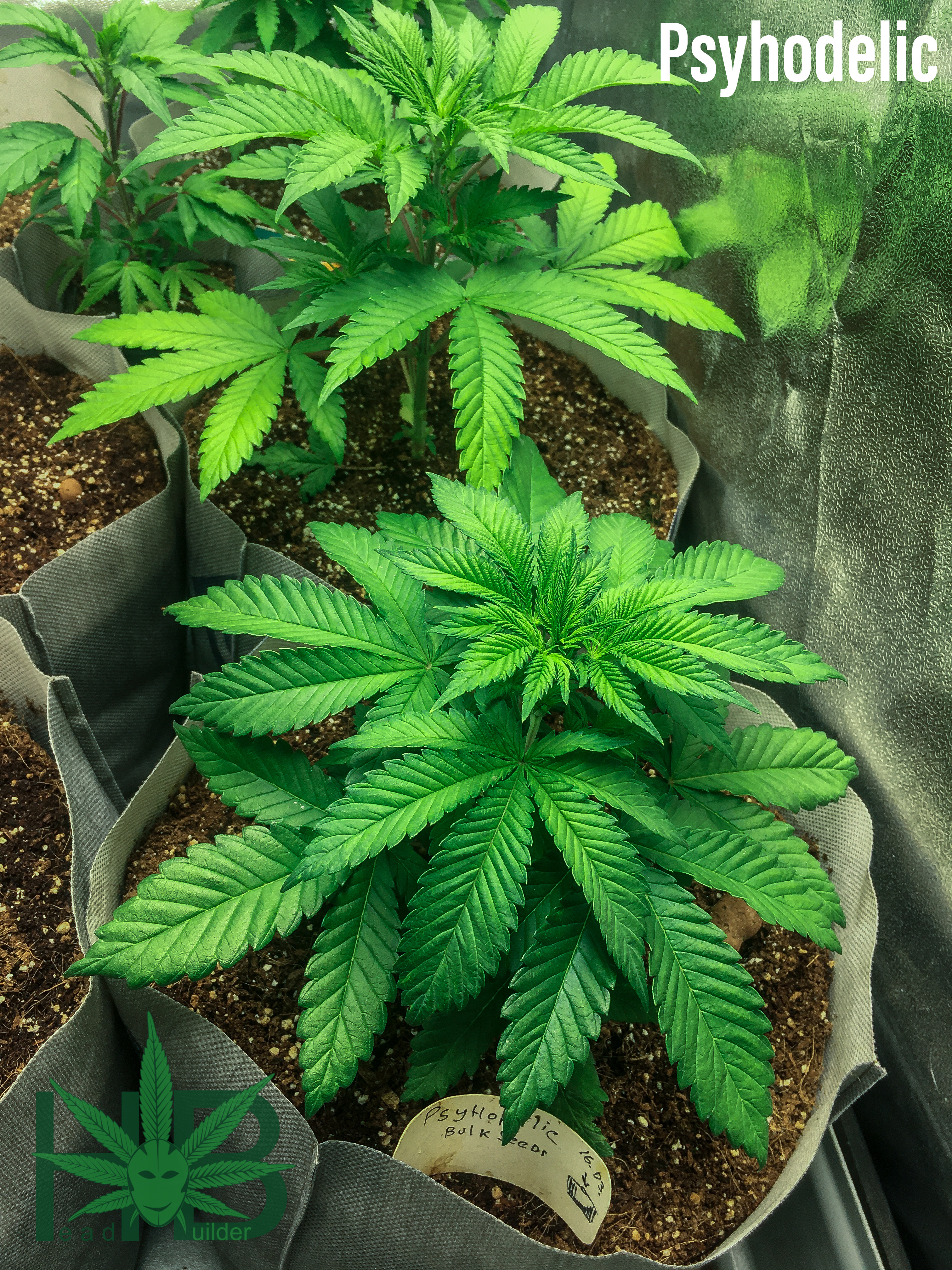 Psychedelic Bulk Seeds