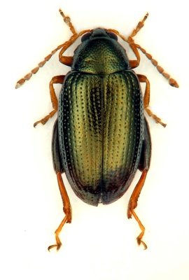 Psylliodes attenuatus