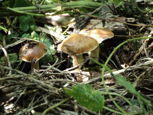 Psylocibe Cubensis Brasil
