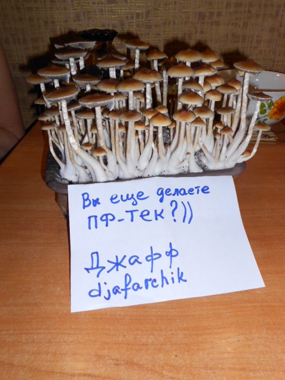 Psylocibe Cubensis - Pink Buffalo