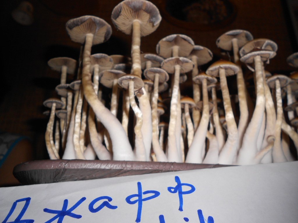 Psylocibe Cubensis - Pink Buffalo